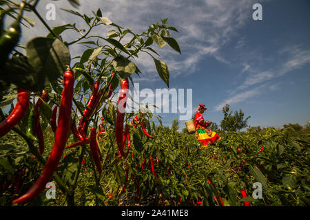 Young Chinese villagers dressed in traditional costumes of Yi ethnic minority harvest red chili peppers in the field in Wangjiachong Village, Zhuchang Stock Photo