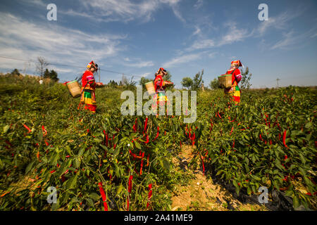 Young Chinese villagers dressed in traditional costumes of Yi ethnic minority harvest red chili peppers in the field in Wangjiachong Village, Zhuchang Stock Photo