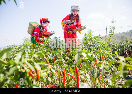 Young Chinese villagers dressed in traditional costumes of Yi ethnic minority harvest red chili peppers in the field in Wangjiachong Village, Zhuchang Stock Photo