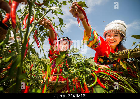 Young Chinese villagers dressed in traditional costumes of Yi ethnic minority harvest red chili peppers in the field in Wangjiachong Village, Zhuchang Stock Photo