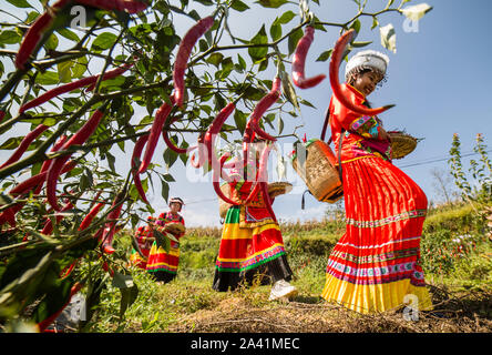 Young Chinese villagers dressed in traditional costumes of Yi ethnic minority harvest red chili peppers in the field in Wangjiachong Village, Zhuchang Stock Photo