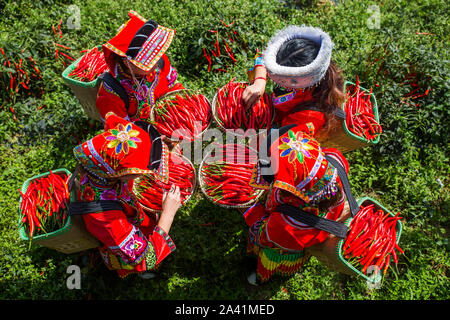 Young Chinese villagers dressed in traditional costumes of Yi ethnic minority harvest red chili peppers in the field in Wangjiachong Village, Zhuchang Stock Photo