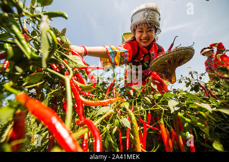 Young Chinese villagers dressed in traditional costumes of Yi ethnic minority harvest red chili peppers in the field in Wangjiachong Village, Zhuchang Stock Photo