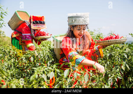 Young Chinese villagers dressed in traditional costumes of Yi ethnic minority harvest red chili peppers in the field in Wangjiachong Village, Zhuchang Stock Photo