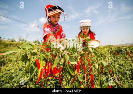 Young Chinese villagers dressed in traditional costumes of Yi ethnic minority harvest red chili peppers in the field in Wangjiachong Village, Zhuchang Stock Photo