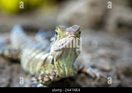 Closeup on a colorful lizard. colorful reptile in the Australia Zoo, Queensland, Sunshine Coast - The Home of the Crocodile Hunter. These saurian walk Stock Photo