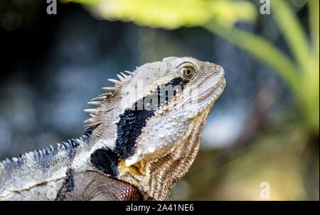 Closeup on a colorful lizard. colorful reptile in the Australia Zoo, Queensland, Sunshine Coast - The Home of the Crocodile Hunter. These saurian walk Stock Photo