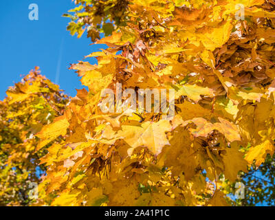 Golden autumn background Tree Texture Stock Photo