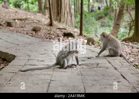 Monkeys sit on the trail.Monkey forest in Bali. Monkey in the Park. The monkey sits. Stock Photo