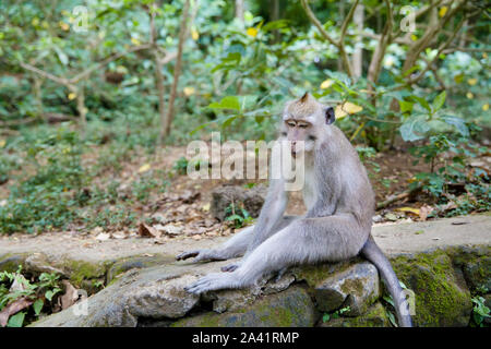Monkey sitting in the forest of monkeys.close up. Portrait of a monkey. Stock Photo