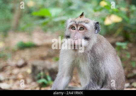 Monkey sitting in the forest of monkeys.close up. Portrait of a monkey. Stock Photo