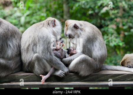 Monkey family. Monkey mothers and their cubs sit together. monkey family at sacred monkey forest Ubud Bali Indonesia. Stock Photo