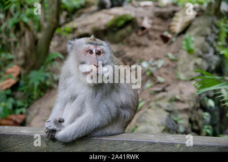 Monkey sitting in the forest of monkeys.close up. Portrait of a monkey. Monkey Forest on the island of Bali. Stock Photo