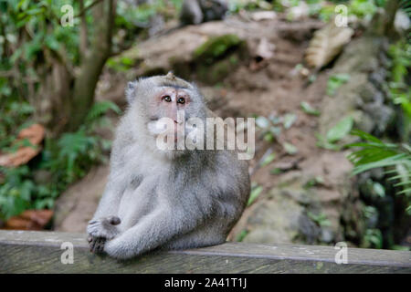 Monkeys sit on the trail.Monkey forest in Bali. Monkey in the Park. The monkey sits. Stock Photo