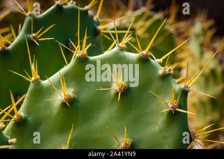 cactus plant closeup, thorns on cactus macro Stock Photo