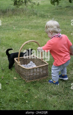 Young Male Toddler Child Putting Freshly Harvested Plums in Wicker Basket, with Cat in Background Stock Photo
