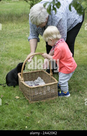 Grandmother Helping Young Male Toddler Child Put Freshly Harvested Plums in Wicker Basket, with Cat in background Stock Photo