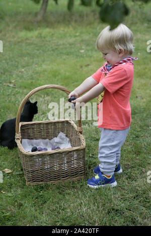 Young Male Toddler Child Putting Freshly Harvested Plums in Wicker Basket with Cat in Background Stock Photo