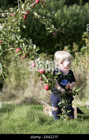 Young Male Toddler Child Harvesting Apples from Tree in Orchard Stock Photo