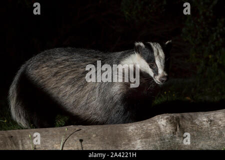 Kidderminster, UK. 15th September, 2019. As we head further into the autumn season with colder night time temperatures, UK urban gardens are receiving more nocturnal and often secretive wildlife visitors scavenging for any available food source. A British badger (Meles meles) is captured here (close up side view) isolated outdoors, at night, safe in an urban area, foraging in a UK back garden - well away from the government-funded badger culling areas which are steadily increasing despite continual protests from passionate animal lovers supporting 'Stop The Cull' action. Credit: Lee Hudson Stock Photo