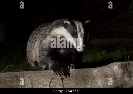 Kidderminster, UK. 15th September, 2019. As we head further into the autumn season with colder night time temperatures, UK urban gardens are receiving more nocturnal and often secretive wildlife visitors scavenging for any available food source. A British badger (Meles meles) is captured here (close up front view), isolated outdoors, at night, safe in an urban area, foraging in a UK back garden - well away from the government-funded badger culling areas which are steadily increasing despite continual protests from passionate animal lovers supporting  'Stop The Cull' action. Credit: Lee Hudson Stock Photo