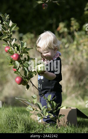 Young Male Toddler Child Harvesting Apples from Tree in Orchard Stock Photo