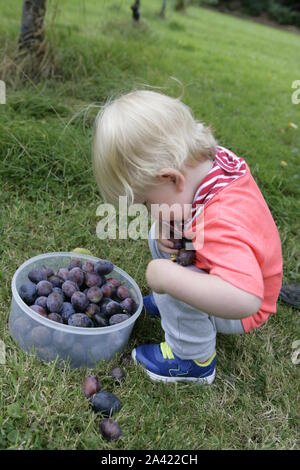 Young Male Toddler Child Harvesting Plums in Orchard Stock Photo