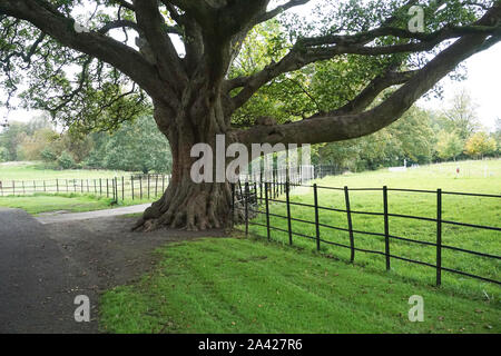 The enormous sycamore tree in the Farmleigh estate in West Dublin. Stock Photo