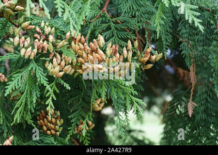 Close up of the cones of Thuja Plicata-the western red cedar tree. Stock Photo