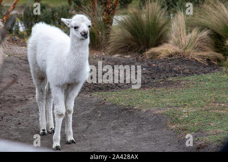 Alpaca (aka Vicugna pacos) is native of the Andes mountains including Ecuador Stock Photo