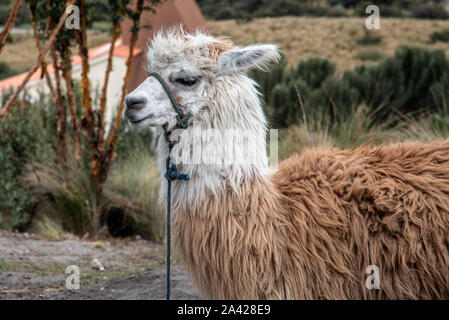 Alpaca (aka Vicugna pacos) is native of the Andes mountains including Ecuador Stock Photo