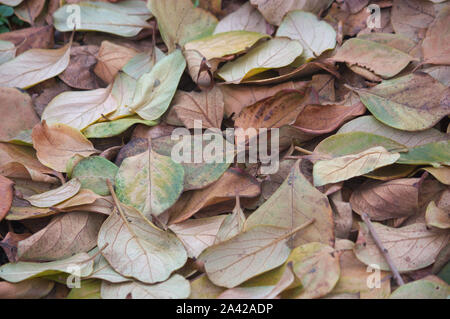 Autumnal background from the fallen leaves of the trees in autumn. Persimmon leaves in winter Stock Photo