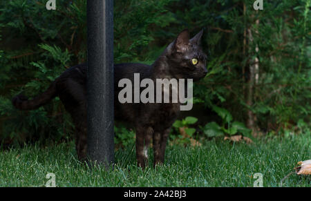 Black cat in the black forest, next to the black pole Stock Photo