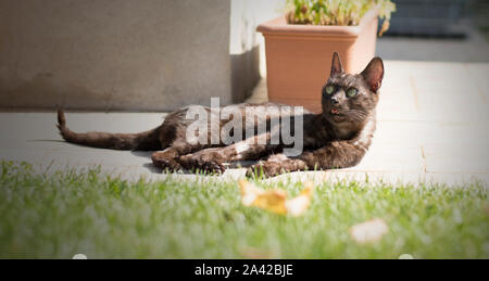 A cute european cat relaxes in the garden Stock Photo