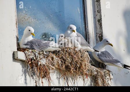 common gulls (Larus canus) or sea mew with chick in nest on window sill, Andenes, Norway, Europe Stock Photo
