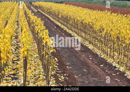 A field full of persimmon seedlings in late fall when they have ocher and brown leaves Stock Photo