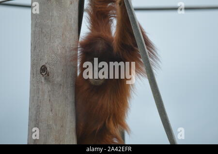 Young Sumatran Orangutan Playing Stock Photo