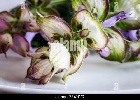 Sage - a medicinal plant with antiseptic action Stock Photo