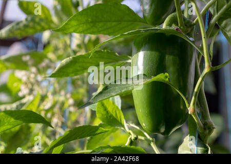 Backdrop of green sweet pepper grows in the field. Harvest of organic vegetables on eco-friendly agriculture land and farming. Close up of ripe bell p Stock Photo