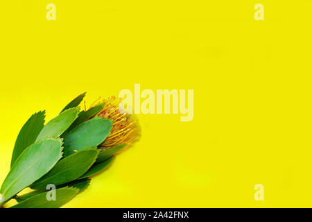 Bouquet of three Leucospermum flowers (Leucospermum cordifolium) with green leaves on a yellow background. Selective focus. Copy space. Close-up. Stock Photo