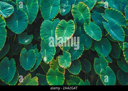 Big taro plant leaves a.k.a. elephant ears leaf  in tropical forest - Stock Photo