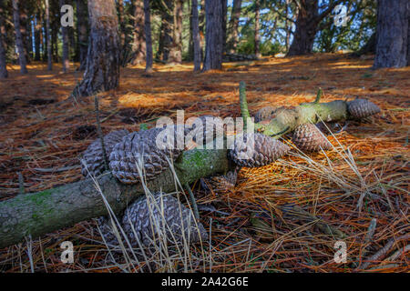 Fallen pine cones in a coastal wood. Stock Photo