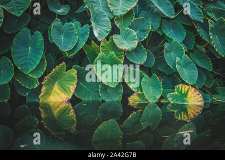 Big taro plant leaves a.k.a. elephant ears leaf at waterside in tropical nature  - Stock Photo
