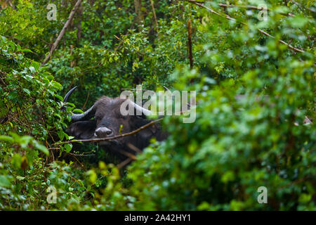 AFRICAN BUFFALO  (Syncerus caffer), Aberdare National Park, Kenia, Africa Stock Photo