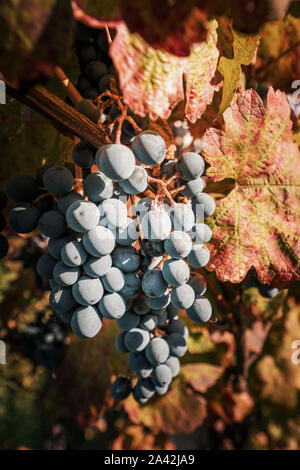 Grape fruit close up in autumn, just before harvesting. Stock Photo