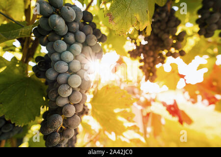 Grape fruit close up in autumn, just before harvesting. Stock Photo