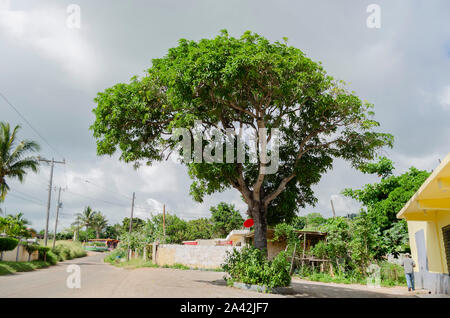 Mango Tree By The Roadside Stock Photo