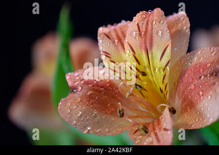 Peruvian Lily, also called Lily of the Incas or Alstroemeria after a light Rain Stock Photo