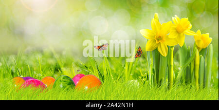 Easter Template with Narcissus Stock Photo
