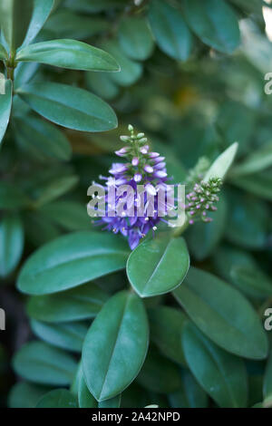 Evergreen plant of Hebe with violet flowers Stock Photo